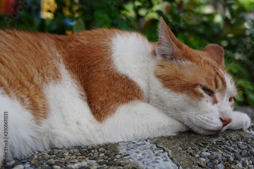 Schilderij op canvas Orange tabby cat lying on outdoor stone wall