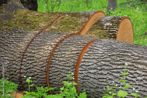 Fallen tree trunk with rough bark and saw cuts in a green forest setting