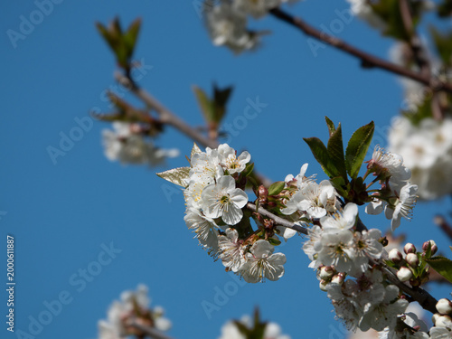 Kirschblüte - prächtiges Naturschauspiel auf der ganzen Welt
