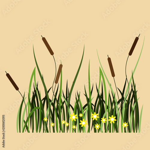 Reeds, sedge and other marsh plants. Stylized fragment of the landscape. Vector illustration