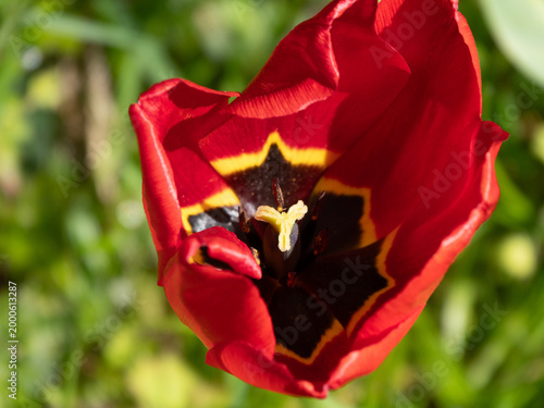 Im Inneren - eine aufblühende rote Tulpen Blüte mit gelben Akzenten