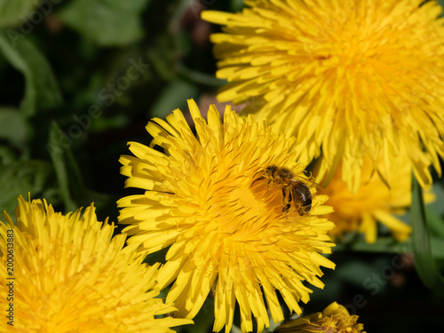 Mit Pollen voll behangene Biene in einer frischen gelben Löwenzahnblüte