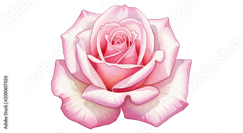 Close-up illustration of a delicate pink rose with soft petals