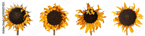 Four dried sunflower heads showing wilting yellow petals and dark brown seeds in  row