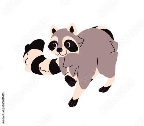 Cute baby raccoon looks with curiosity. Curious racoon is in funny pose. Wild animal of forest with striped tail. Wildlife character with happy emotions. Flat isolated vector illustration on white