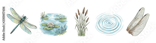 Dragonfly pond water lilies reeds and ripples are delicately hand-drawn in a charming watercolor style, depicting serene aquatic nature elements.