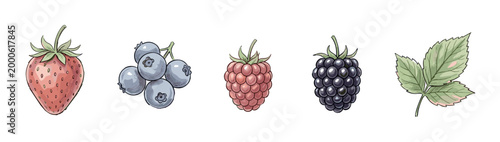 Fresh berries collection illustration featuring strawberry, blueberry, raspberry, and blackberry with a vibrant green leaf, showcasing healthy and delicious summer fruits.