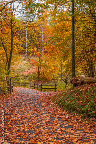 Versetalsperre im Herbst (Rundweg)