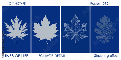 cyanotype botanical prints with detailed leaf designs on blue background high quality professional modern elegant