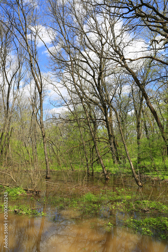 Flooded forest with bare trees and new green growth under a cloudy sky