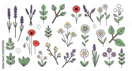 Collection of Hand Drawn Botanical Illustrations and Floral Elements.