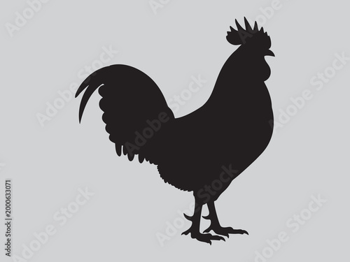 Rooster silhouette on grey background, male chicken vector illustration