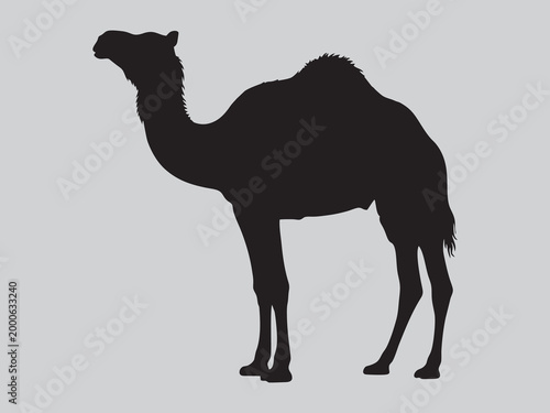 Silhouette of a dromedary camel standing on plain background
