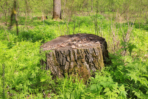 Old tree stump covered in moss and leaves in a lush green forest setting