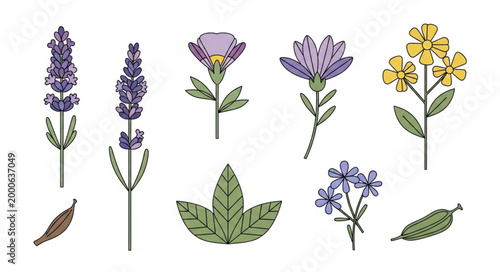 Collection of Hand Drawn Botanical Illustrations of Flowers and Leaves.