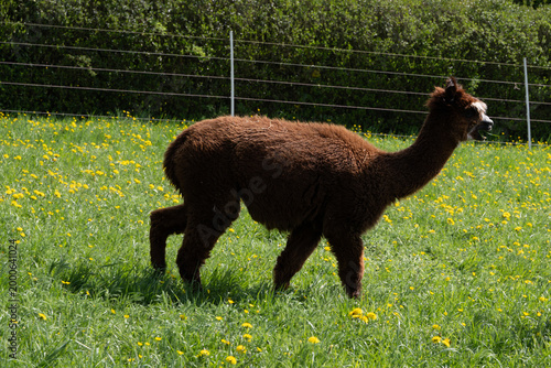 alpaka tier natur lama