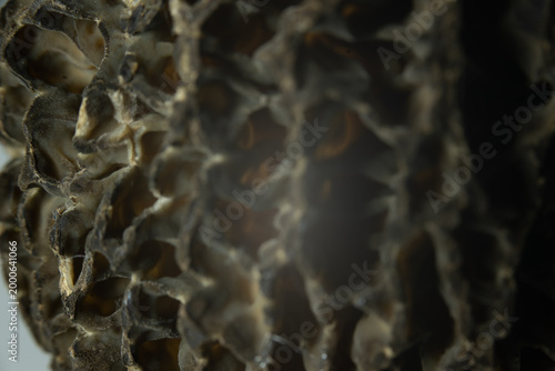 Pilz makro nah lamelle