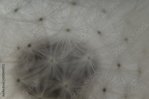 blume löwenzahn natur makro nah