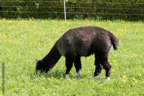 alpaka tier natur lama