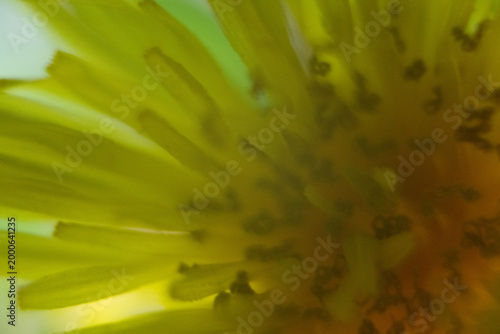 blume makro nah blüte gelb natur