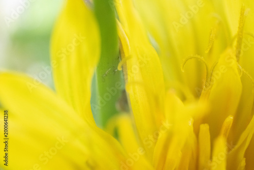 blume gelb makro garten