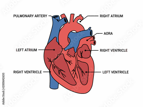 Human Heart Anatomy Diagram with Labels on White Background