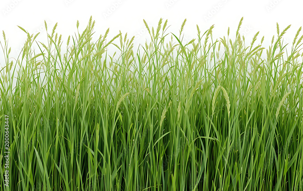 Obraz premium Green grass blades with seed heads, isolated on white background