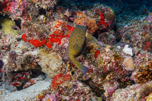 Foto coral reef and fish