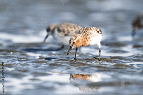Obraz na plátně Red-necked Stint in breeding plumage