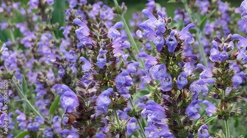 Fluffy Bumblebee Collecting Nectar on Purple Sage Salvia Blooms, Spring Pollination Nature Video
