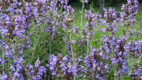 Fluffy Bumblebee Collecting Nectar on Purple Sage Salvia Blooms, Spring Pollination Nature Video
