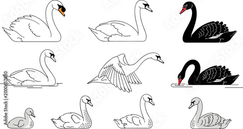 Картината върху платно Swan Bird Pose Illustration Set Featuring White Swan Black Swan and Cygnets Swim