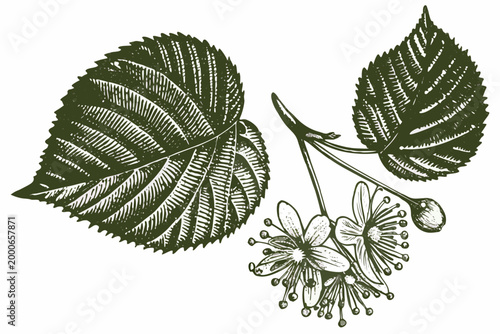 linden blossom botanical illustration with detailed leaves