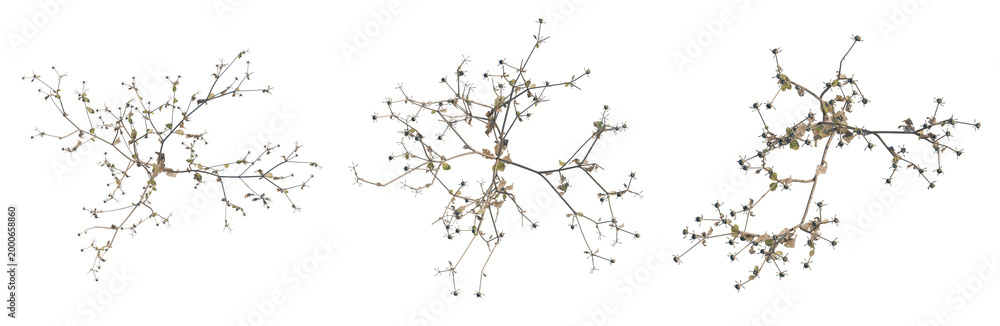 Fototapeta premium Sigesbeckia orientalis tree plan, top view, cutout, transparent background, isolate, Delicate bare tree branches against a stark background, minimalist nature design for seasonal themes.