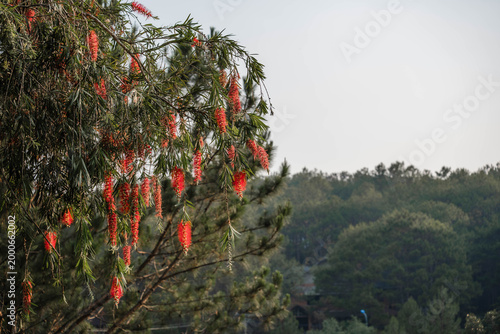 Foto Hanging Crimson Bottlebrush Flowers in Highland Forest