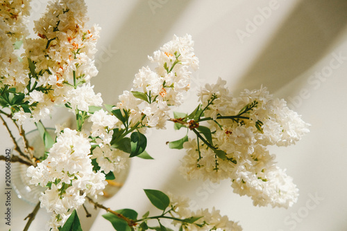 Closeup of white blossoms on delicate branches bathed in warm sunlight, conveying fresh spring beauty, nature calmness, and seasonal renewal, ideal for nature blogs, editorial
