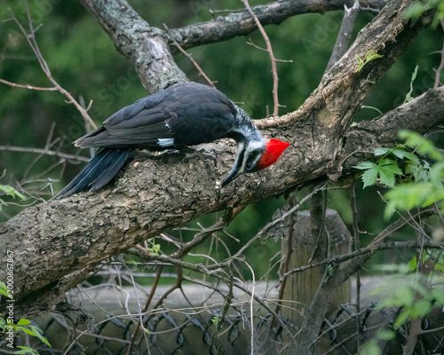 A female Pileated Woodpecker browsing for insects on a dead tree.