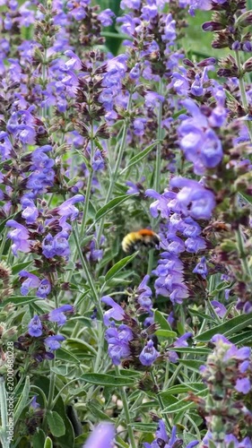 Vertical Slow Motion Fluffy Bumblebee Flying Among Purple Sage Salvia Blooms, Spring Pollination Video
