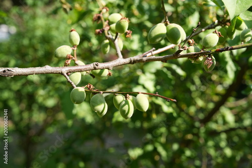 Young Green Plum Fruits Growing on Tree Branch in Spring