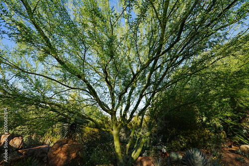 A majestic Palo Verde tree with unique green branches standing in the desert of Arizona, USA - アメリカ アリゾナ州 砂漠に佇む独特な緑色の枝 パロベルデの木