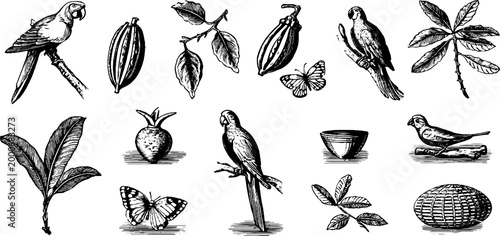 Vintage engraved clipart sheet of amazon parrots cacao pods leaves and butterflies for botanical design background and nature poster use