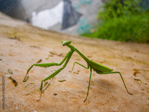 Schilderij op canvas Louva-a-deus (Mantodea: Mantidae) em ambiente de Mata Atlântica, Brasil