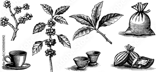 Vintage engraved coffee plant clipart sheet with branches berries cups and cacao pods for packaging labels menus and rustic product design elements