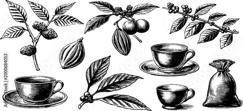 Vintage engraved coffee and cacao clipart sheet with branches beans cups pods and sack for label packaging background and product design elements