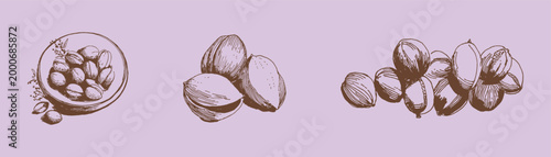 Nutmeg spice whole and shelled seeds sketch style set. Aromatic kernels shown in bowl and loose arrangements. Illustrations for culinary packaging and menu design.