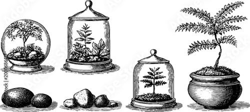 Vintage engraved terrarium illustrations with moss balls and glass containers for botanical background and craft design use