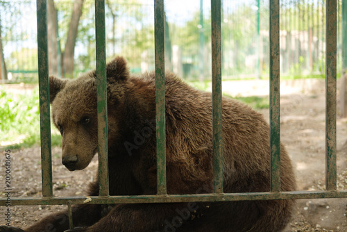 Quadro em tela Brown bear sitting behind metal bars in an enclosure with natural background during daytime, showing captivity and wildlife conservation challenges in zoos or sanctuaries