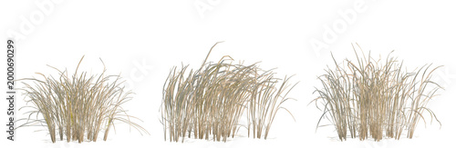 Fényképezés Imperata cylindrica tree, elevation, front view, cutout, transparent background,