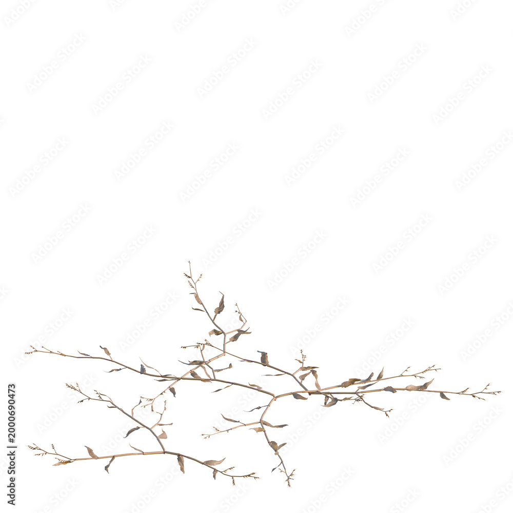 Obraz premium Oplismenus compositus tree, elevation, front view, cutout, transparent background, isolate, Detailed closeup of a small delicate twig with leaves, perfect for nature and botanical designs.