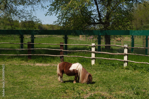 Small pony grazing on green grass in fenced pasture under tree on sunny day with clear sky and rural landscape in background